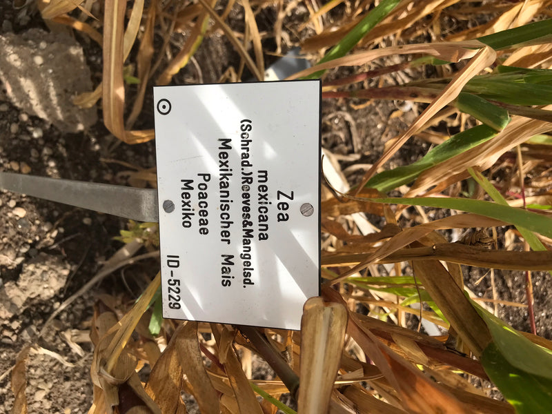 Mexikanischer Mais (Teosinte) — Bild 2 von 3