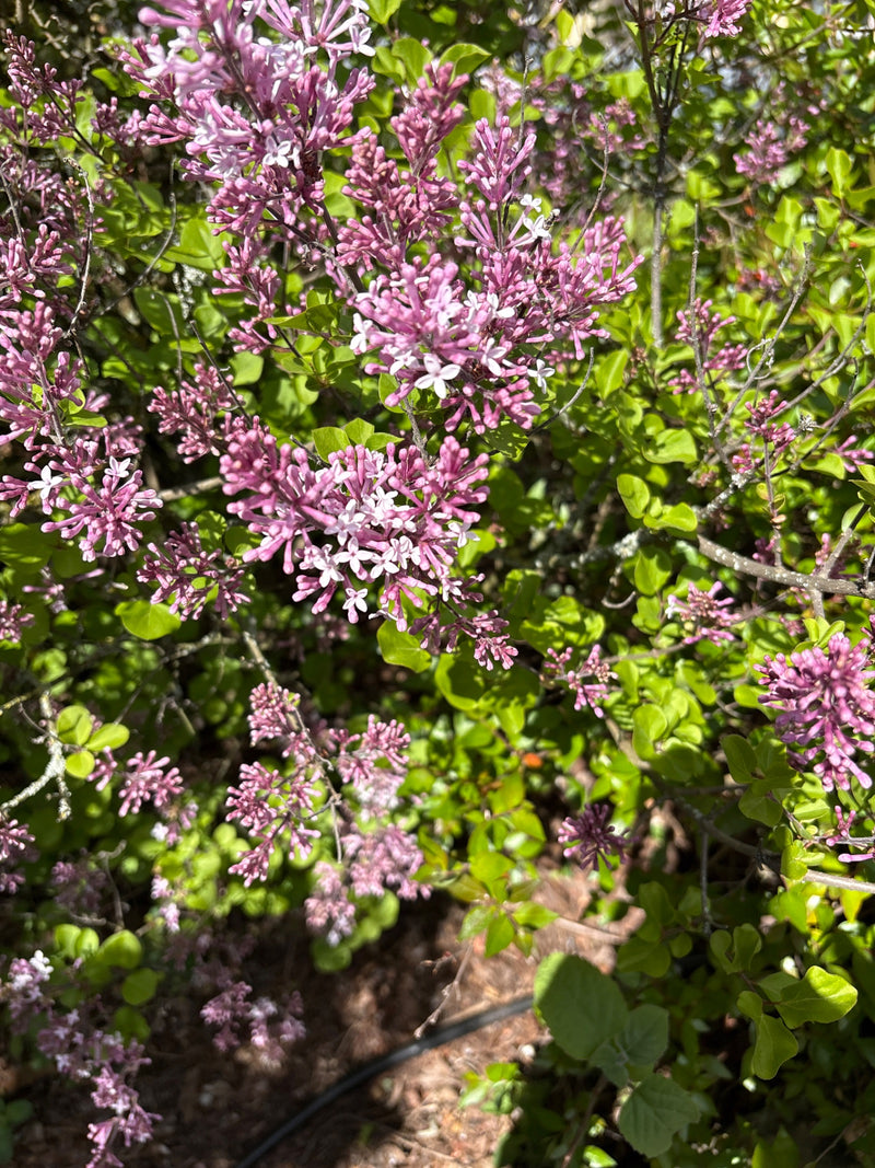 Auf dem Bild ist ein blühender Zweig von Meyers Zwergflieder mit zahlreichen kleinen violetten Blüten und grünen Blättern zu sehen.