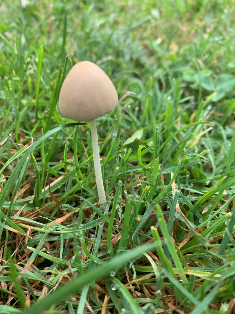 Milchweißer Häubchenpilz — Bild 3 von 16