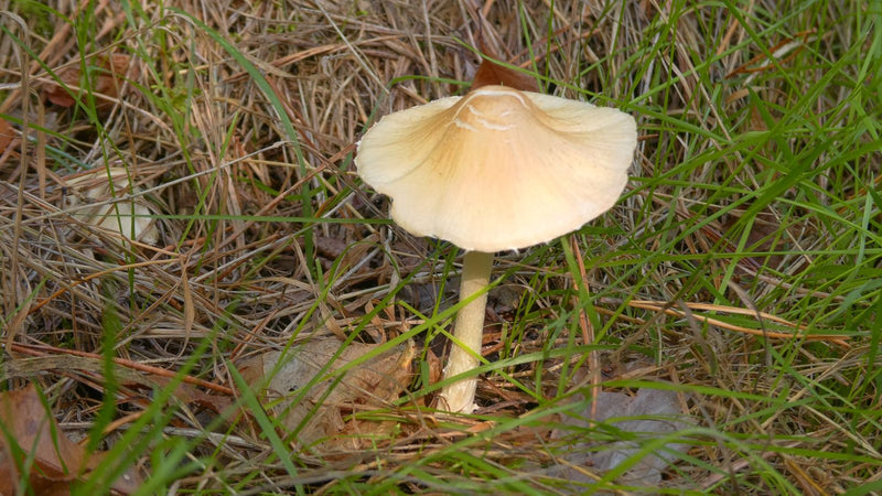 Milchweißer Häubchenpilz — Bild 5 von 16
