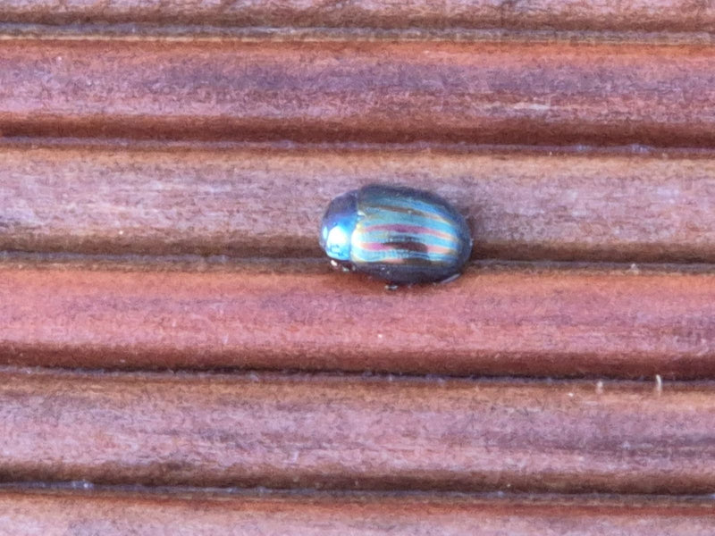 Der Glänzende Blattkäfer ist ein kleiner, metallisch schimmernder Käfer aus der Familie der Blattkäfer. Er ernährt sich von verschiedenen Pflanzen, insbesond...