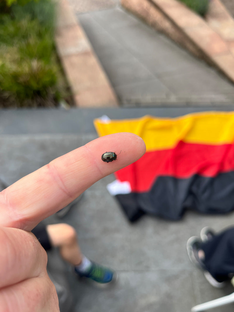 Minzblattkäfer — Bild 1 von 10