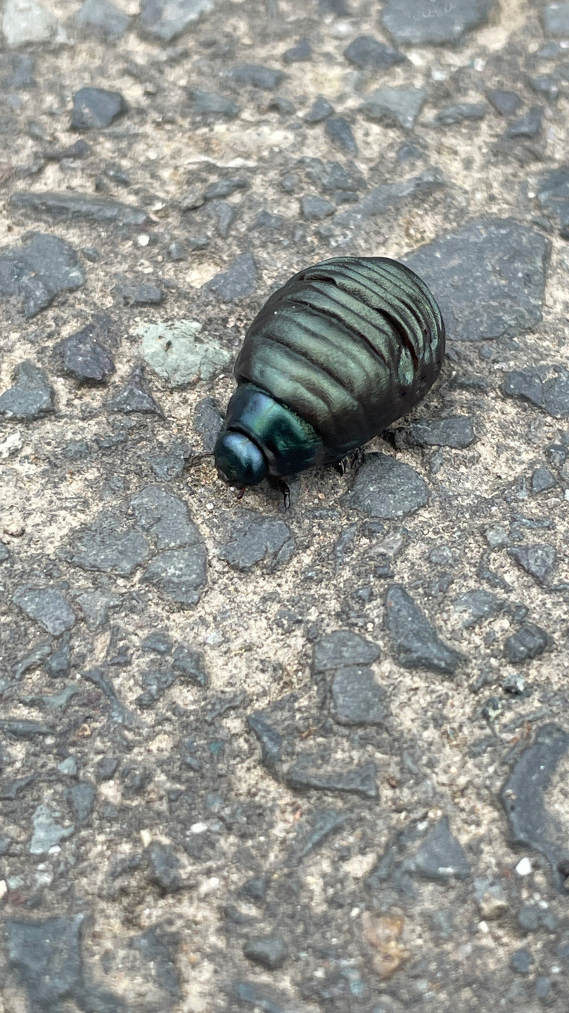 Eine glänzende, grünlich schimmernde Larve des Minzblattkäfers sitzt auf einem grauen Steinboden. Das Inekt ist gut erkennbar aus leicht erhöhter Perspektive...