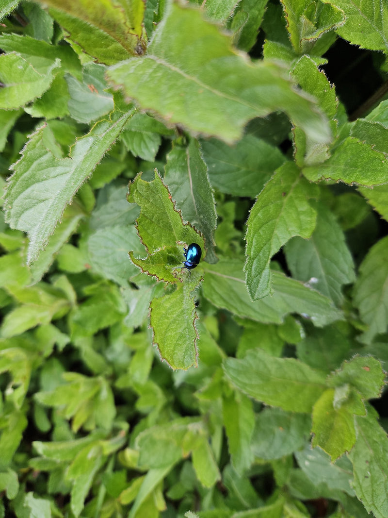 Minzblattkäfer (Larve) — Bild 2 von 11