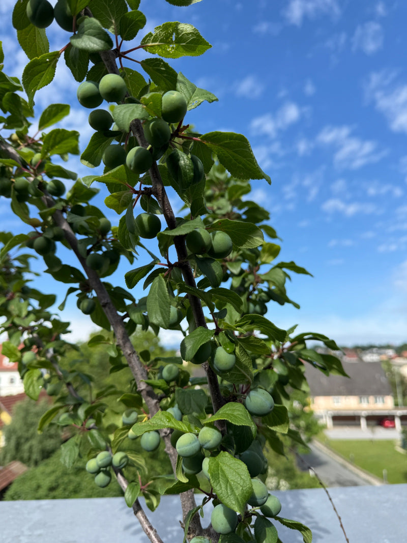 Zu sehen ist ein Zweig eines Mirabellenbaums mit zahlreichen grünen, unreifen Früchten und grünen Blättern. Im Hintergrund ist ein blauer Himmel mit leichten...