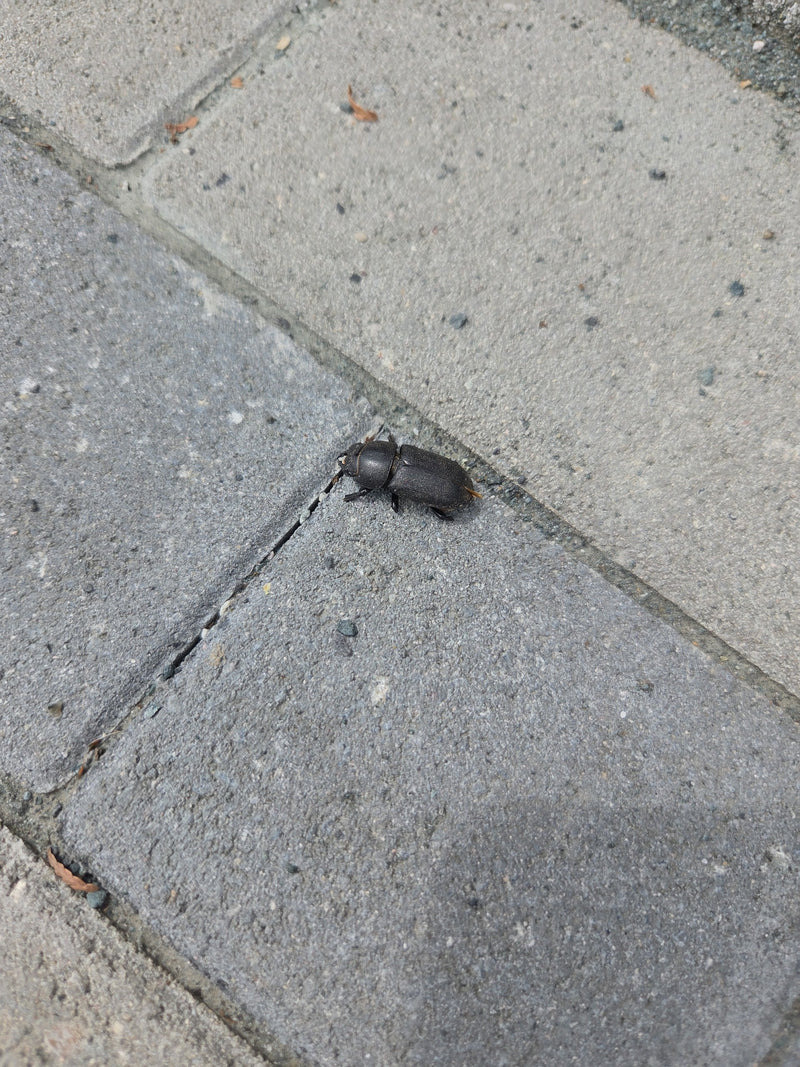 Ein Mistkäfer sitzt auf grauen Pflastersteinen. Das Insekt ist gut zu erkennen.