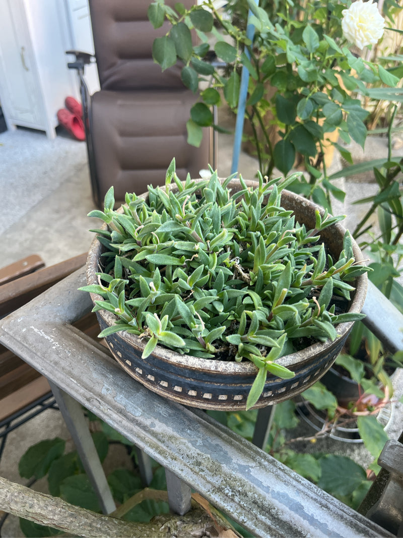 Mittagsblume — Bild 3 von 3