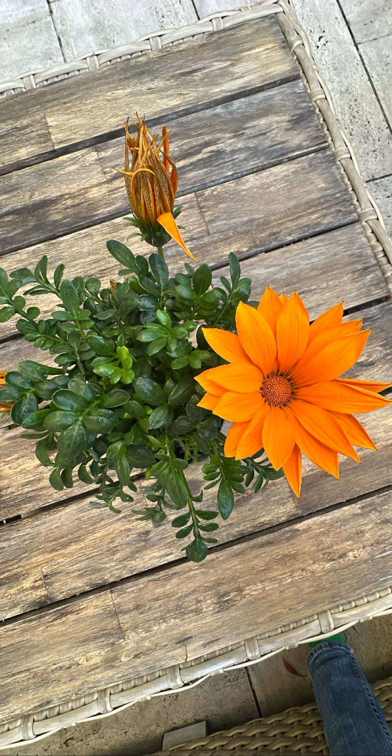 Zu sehen ist eine leuchtend orangefarbene Blüte und eine geschlossene Knospe des Mittagsgolds von oben. Die Topfpflanze steht auf einer hölzernen Tischoberfl...