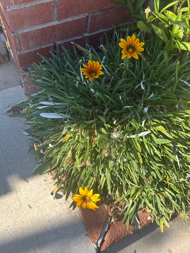 Zu sehen ist eine buschige Pflanze mit schmalen Blättern und auffälligen, gelb-orangen Blüten. Sie wächst in einem Beet vor einer roten Backsteinmauer.