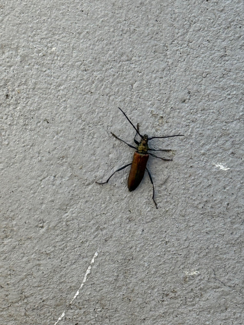 Moschusbock — Bild 4 von 21