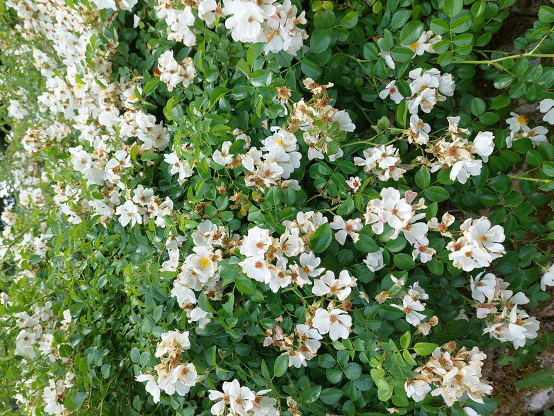 Multiflora-Rose — Bild 3 von 13