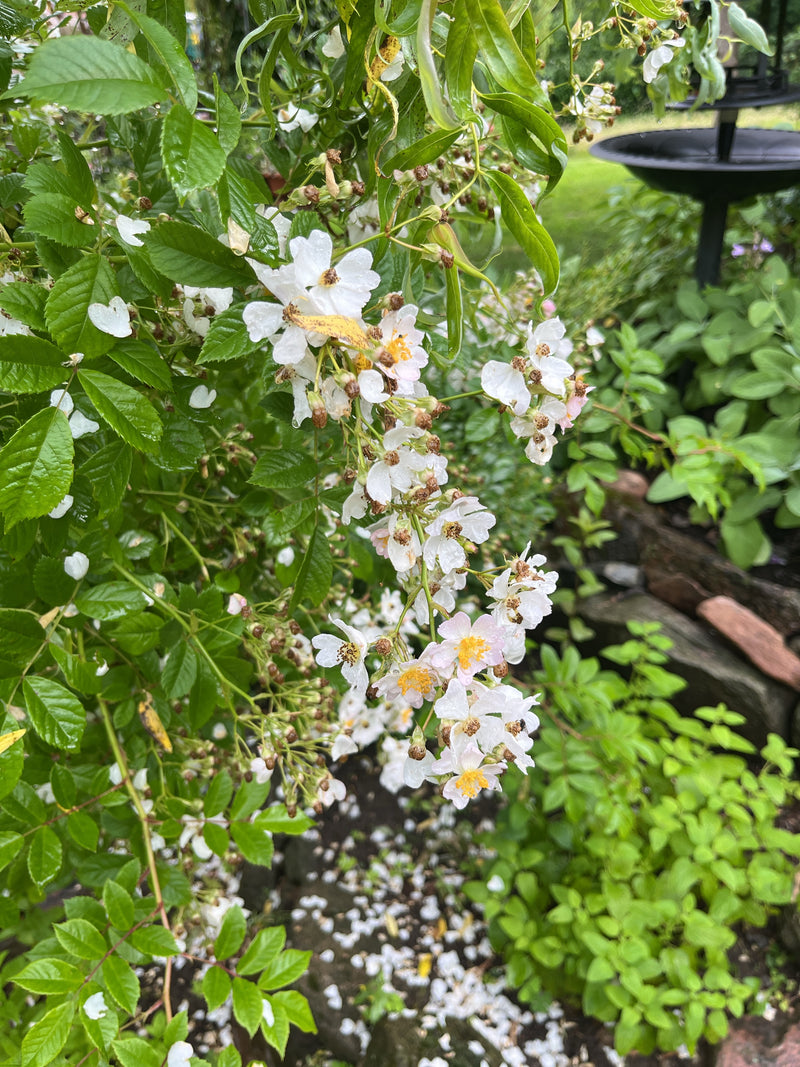 Multiflora-Rose — Bild 2 von 13