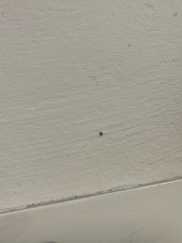 Ein sehr kleiner Käfer sitzt auf einer hellen, strukturierten Wand im Innenbereich.