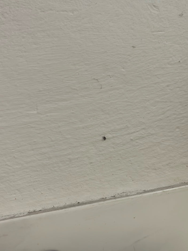 Ein sehr kleiner Käfer sitzt auf einer hellen, strukturierten Wand im Innenbereich.