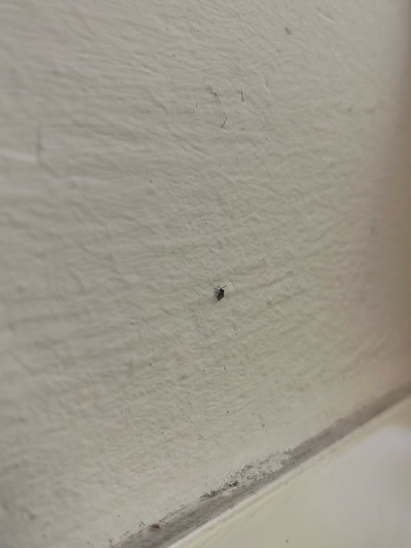 Auf einer hellen, strukturierten Wand sitzt ein sehr kleiner Museumskäfer. Das Insekt ist nur als winziger dunkler Punkt zu erkennen.