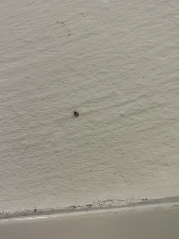 Auf einer hellen Wand sitzt ein sehr kleiner Museumskäfer. Das Insekt ist stark verkleinert dargestellt und kaum erkennbar.