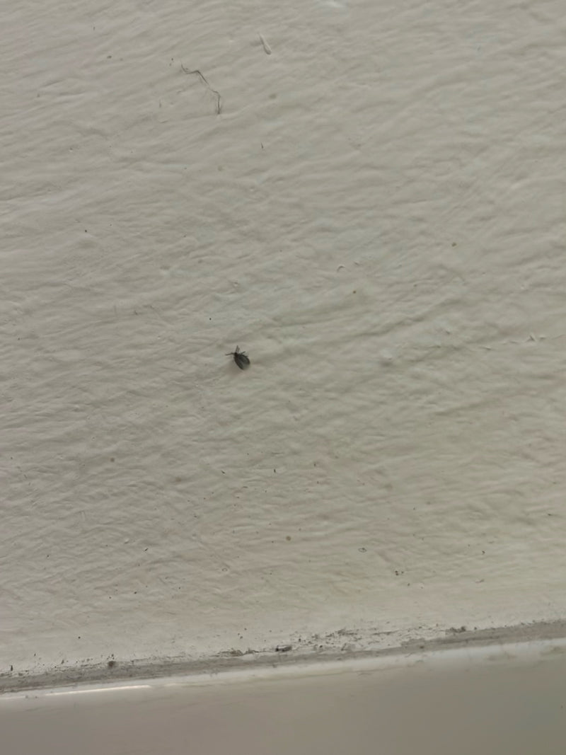 Auf einer hellen Wand sitzt ein sehr kleiner Museumskäfer. Das Insekt ist stark verkleinert dargestellt und kaum erkennbar.
