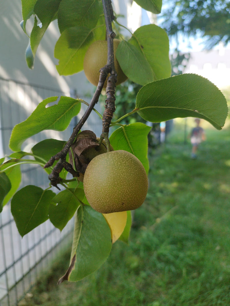 Das Bild zeigt reife Nashi-Früchte, die an einem Ast mit grünen Blättern hängen. Die Aufnahme erfolgt aus der Nahperspektive im Freien.