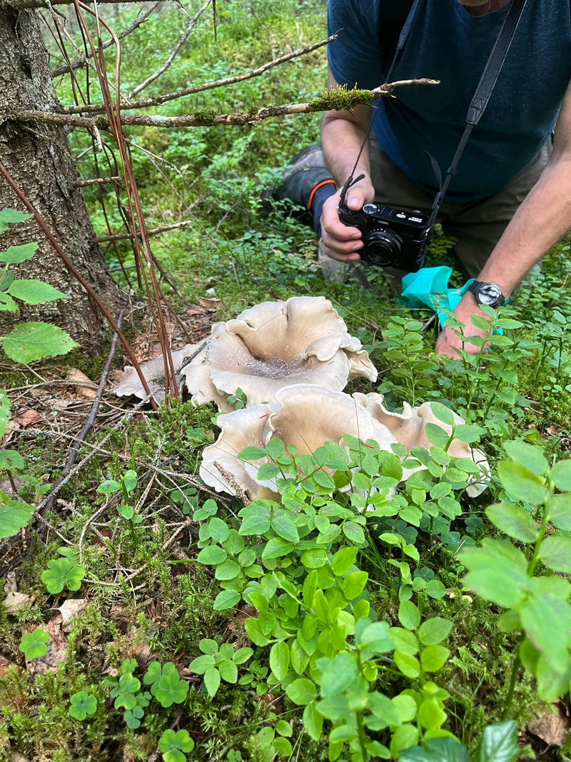 Nebelgrauer Trichterling — Bild 2 von 2