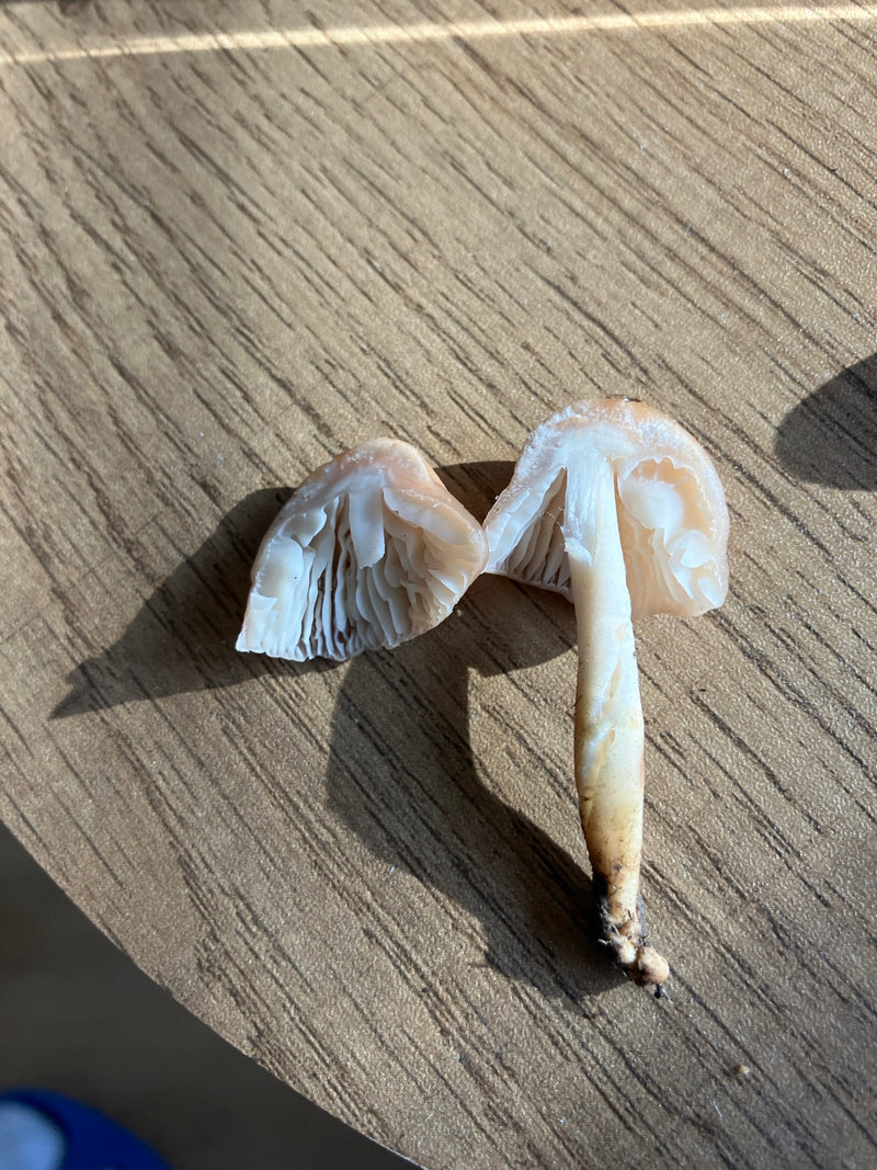 Auf einer Holzbeschichtung liegen zwei aufgeschnittene beziehungsweise zerteilte Fruchtkörper des Nelkenschwindlings. Gut erkennbar sind die hellen Lamellen ...