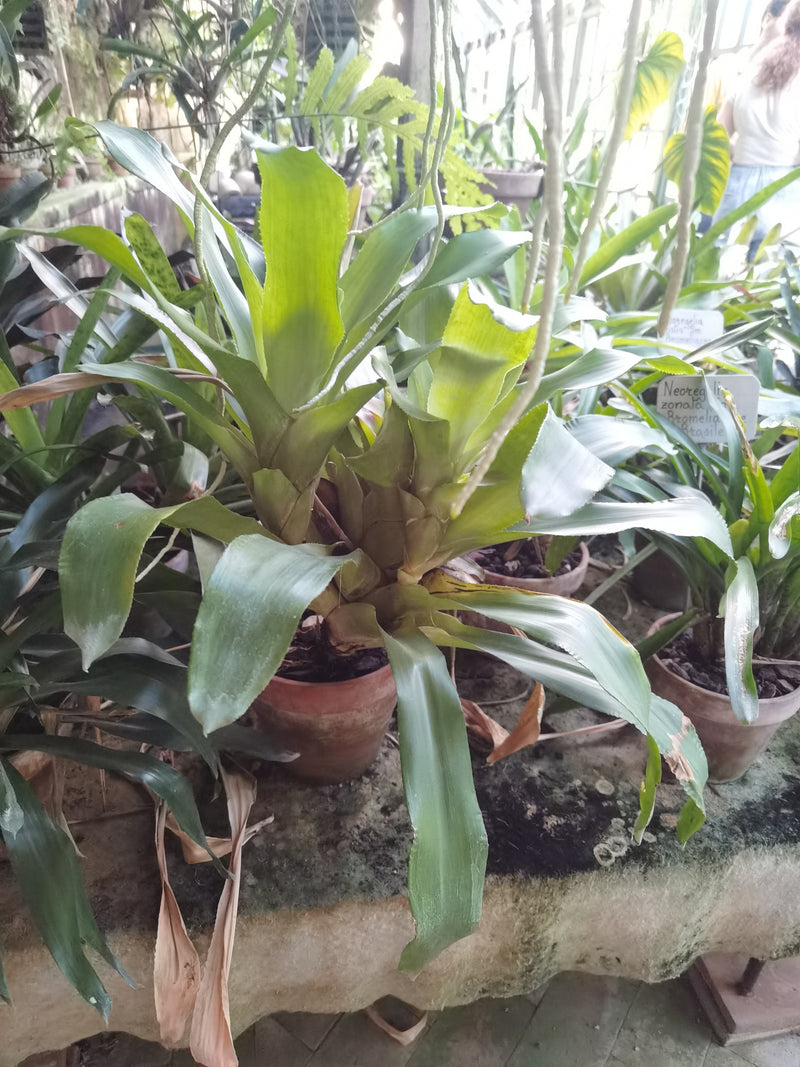 Neoregelia zonata — Bild 1 von 1