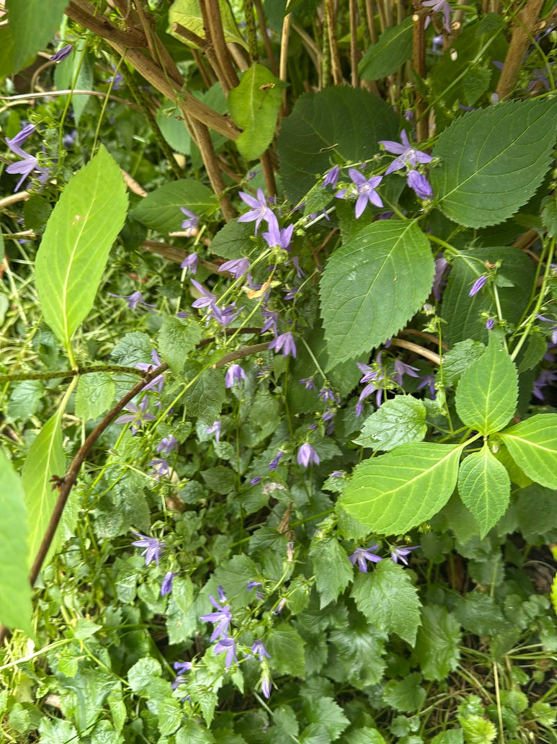 Nesselblättrige Glockenblume — Bild 3 von 14