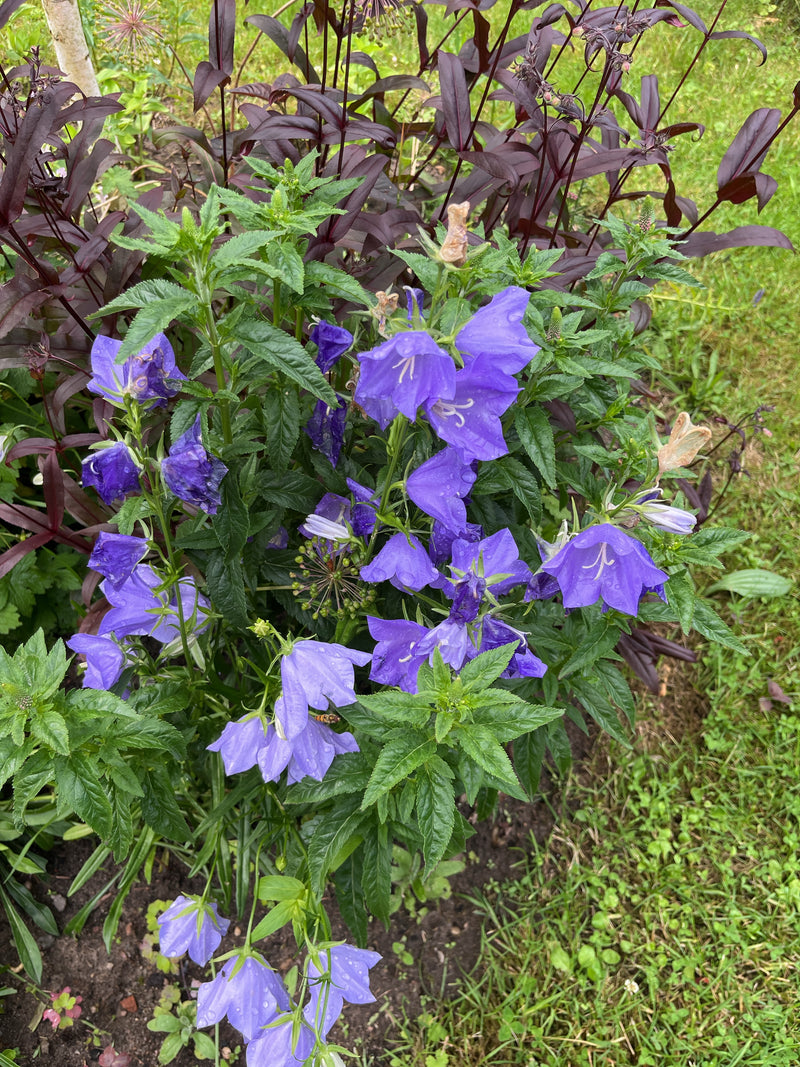 Nesselblättrige Glockenblume — Bild 1 von 14