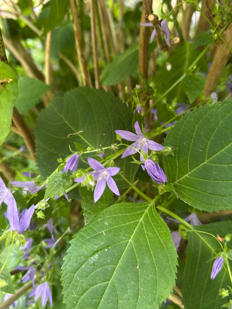 Nesselblättrige Glockenblume — Bild 5 von 14