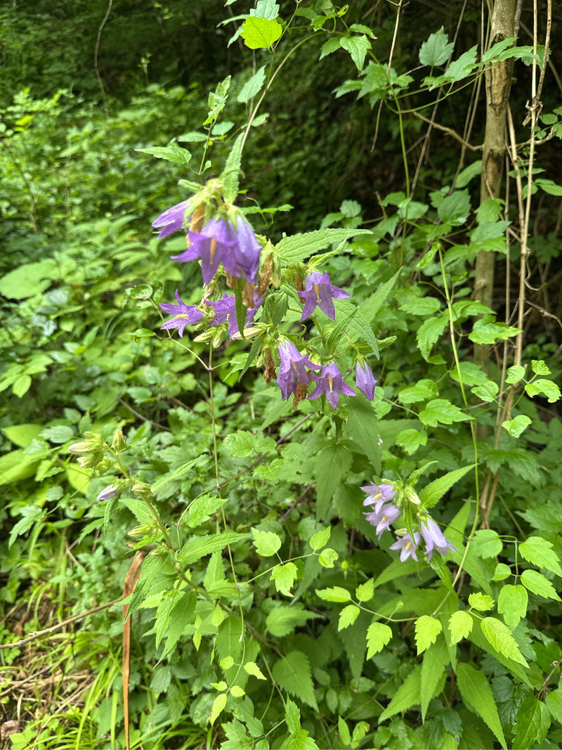 Nesselblättrige Glockenblume — Bild 2 von 14