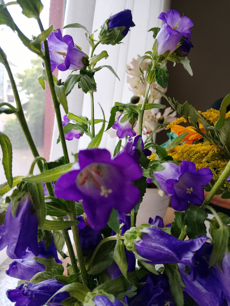 Nesselblättrige Glockenblume — Bild 4 von 14