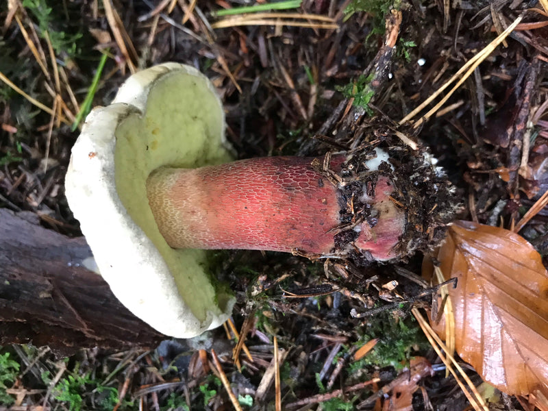 Netzstieliger Hexenröhrling — Bild 3