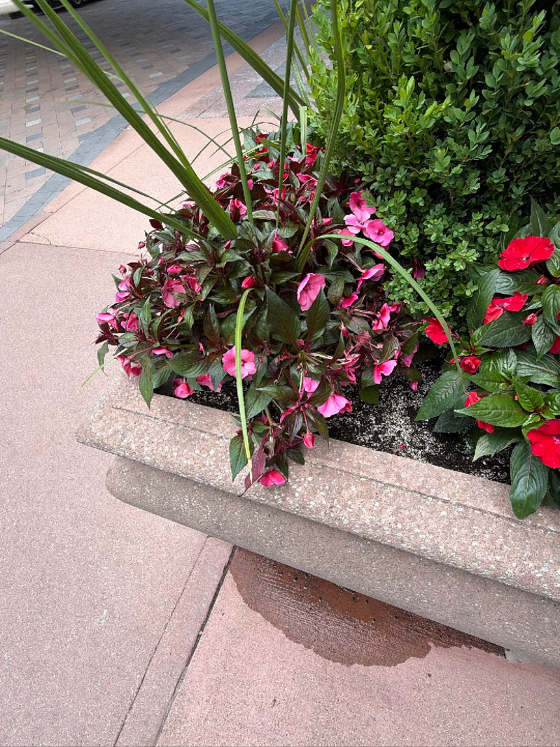 Zu sehen ist eine blühende Neuguinea-Impatiens mit rosa und roten Blüten in einem steinernen Pflanzkübel. Die Pflanze steht auf einem gepflasterten Boden.