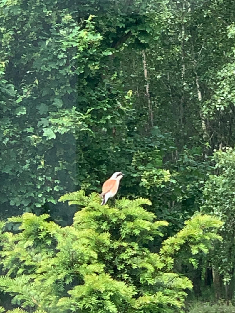 Ein männlicher Neuntöter sitzt auf der Spitze eines Nadelbaums. Im Hintergrund ist dichter Laubwald zu sehen.