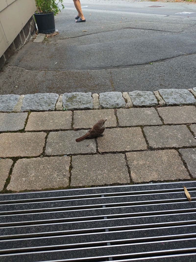 Ein weiblicher Neuntöter sitzt auf einem gepflasterten Boden vor einer Hauswand. Der Vogel blickt aufmerksam zur Seite.