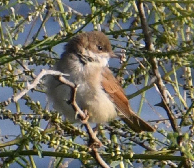 Ein junger Neuntöter sitzt auf einem dünnen Zweig inmitten von grünem Geäst. Der Vogel blickt nach rechts und zeigt sein typisch rötlich-braunes Rückengefieder.