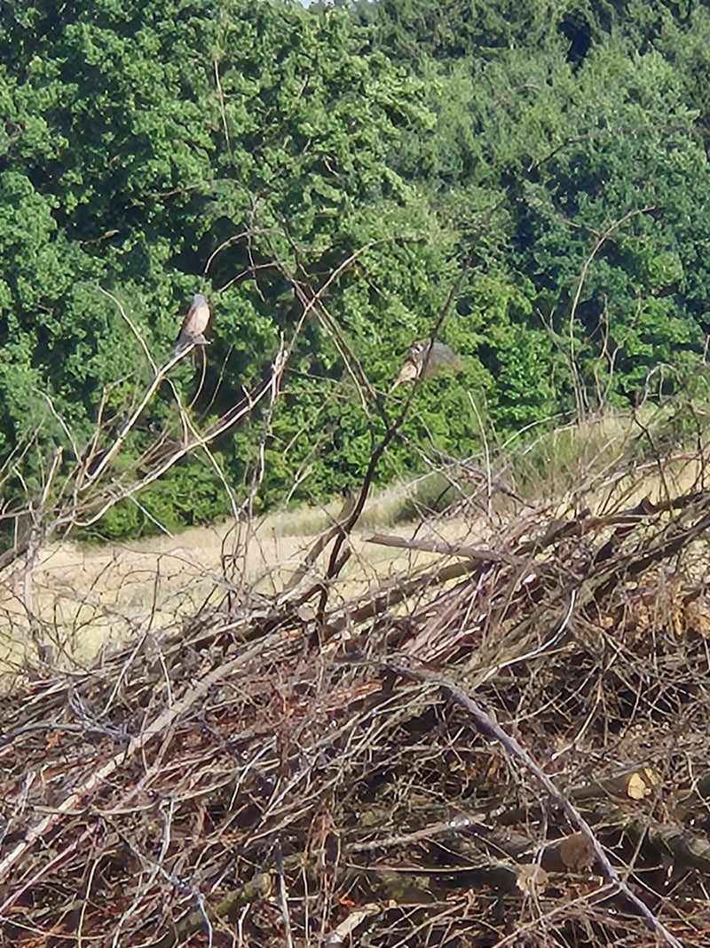 Zwei Neuntöter sitzen in einiger Entfernung auf kahlen Ästen eines Totholzstapels vor einem Waldrand. Sie ruhen auf dem Geäst.
