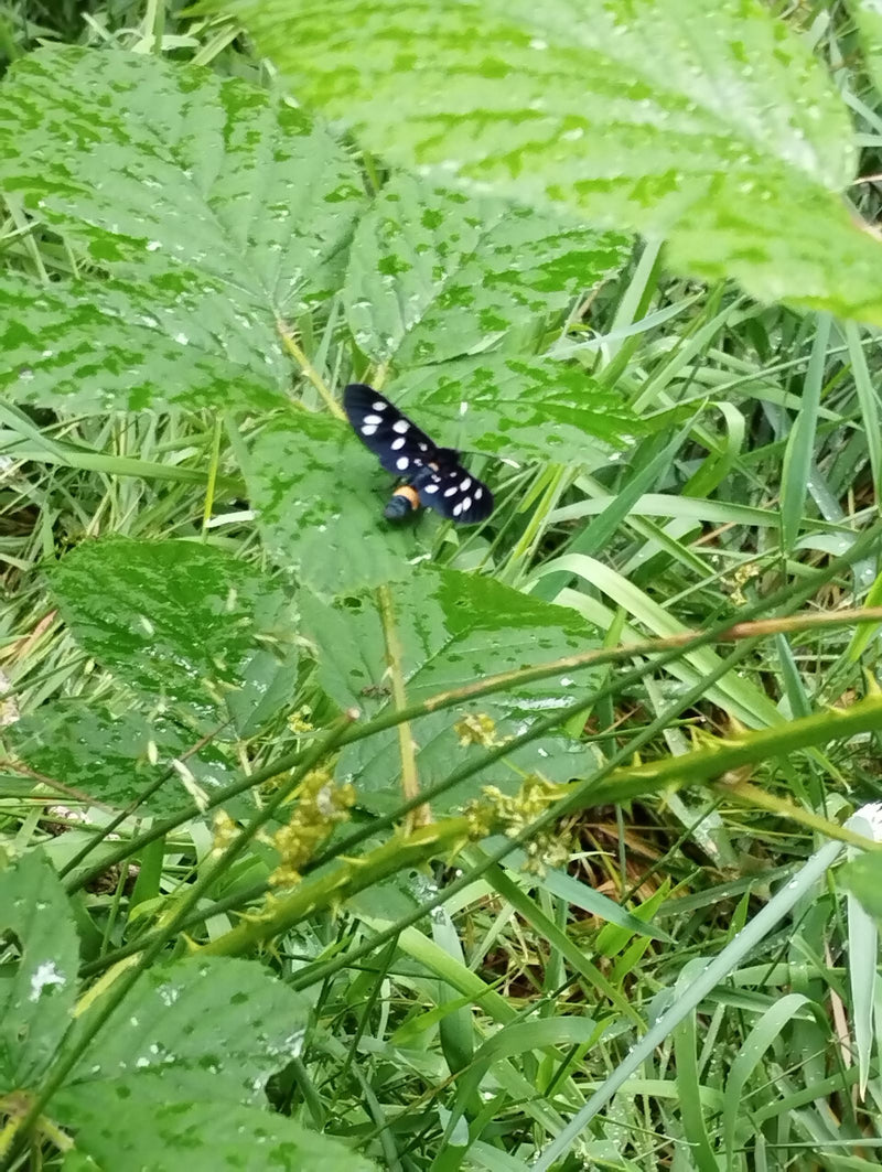 Auf einem nassen grünen Blatt sitzt ein Neuntöter-Widderchen mit auffälligen weißen Punkten auf den schwarzen Flügeln. Die Umgebung ist von feuchtem Gras gep...