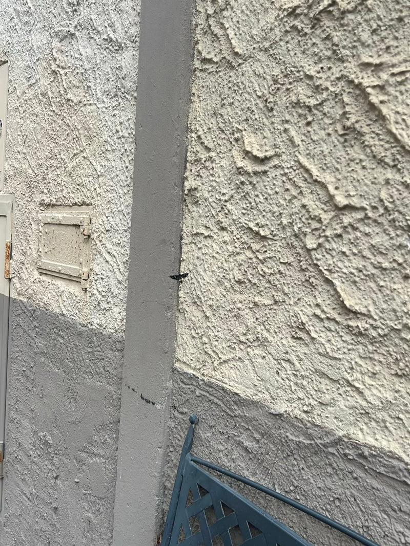 Ein Neuntöter-Widderchen sitzt in einiger Entfernung an einer verputzten Hauswand. Das Motiv ist auf dem Bild sehr klein dargestellt.
