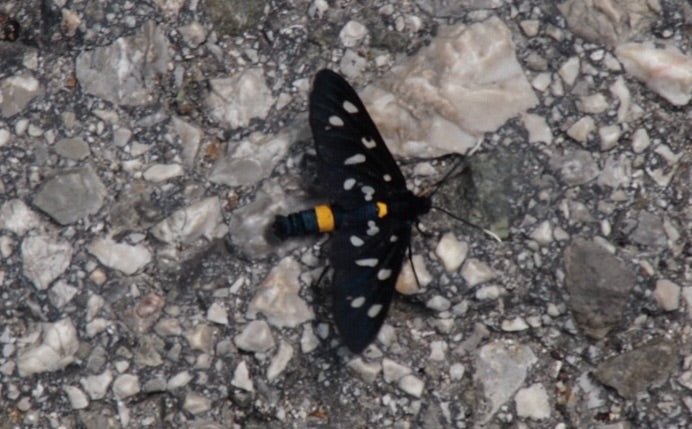 Ein Neuntöter-Widderchen sitzt von oben fotografiert auf einem hellen Kiesboden. Das Insektenexemplar zeigt seine typisch schwarz-weißen Flügel und gelben Ri...