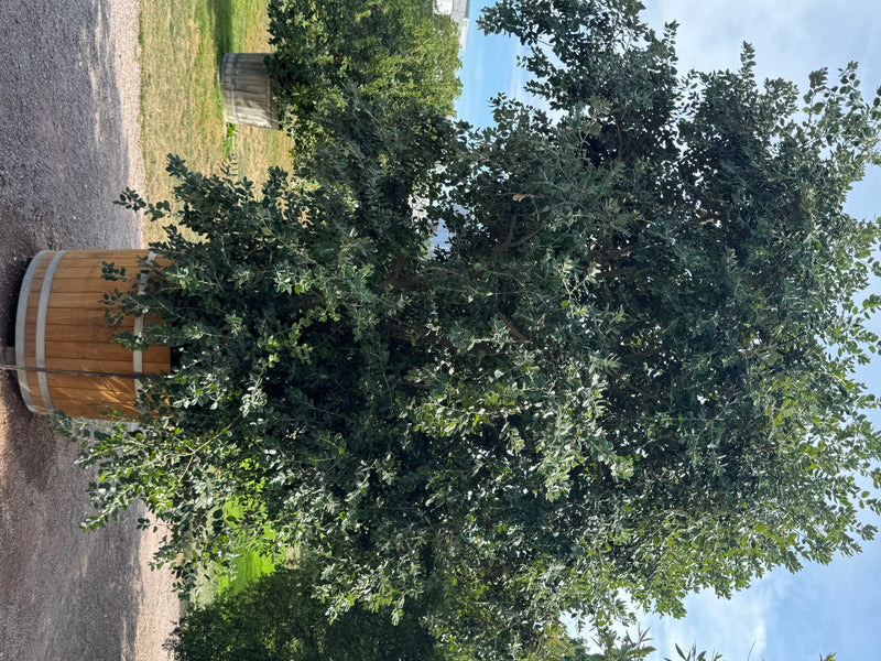 Neuseeländischer Eisenholzbaum — Bild 2 von 2
