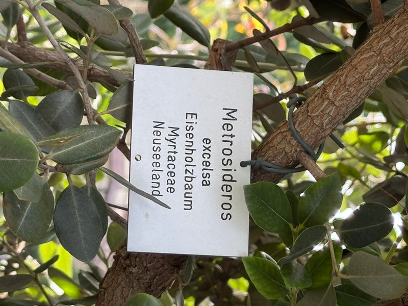 Neuseeländischer Eisenholzbaum — Bild 1 von 2