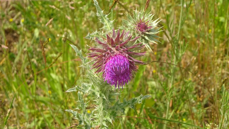 Nickende Distel — Bild 1 von 9