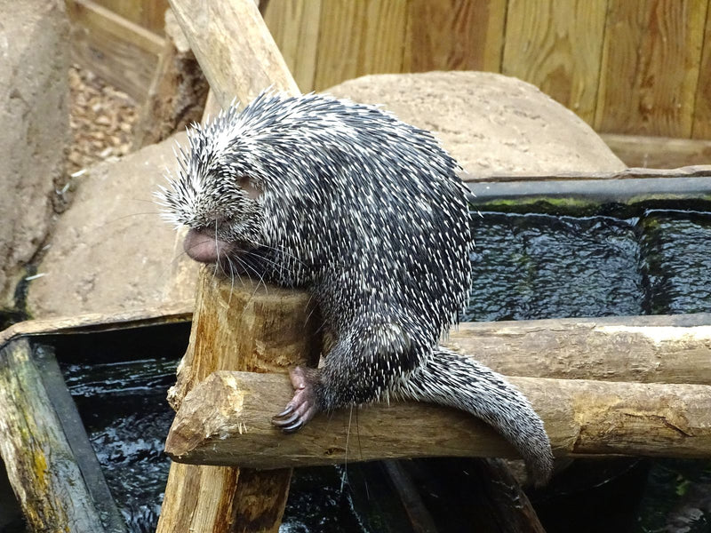 Nordamerikanisches Stachelschwein — Bild 1 von 1