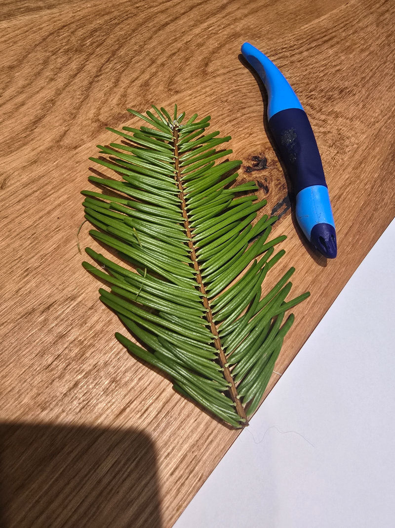 Ein grüner Zweig einer Nordmann-Tanne liegt flach neben einem Stift auf einer Holzoberfläche.