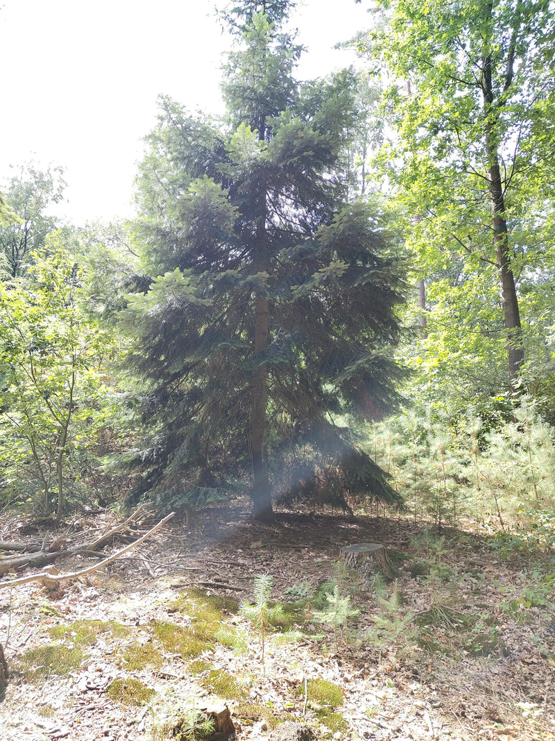 Nordmann-Tanne — Bild 2 von 2
