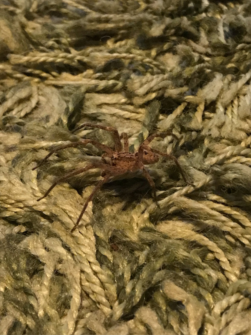 Nosferatu-Spinne — Bild 3