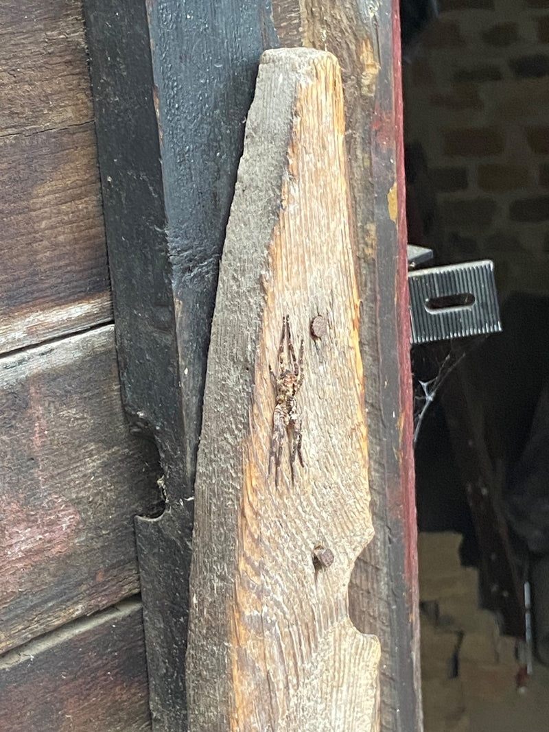 Nosferatu-Spinne — Bild 2