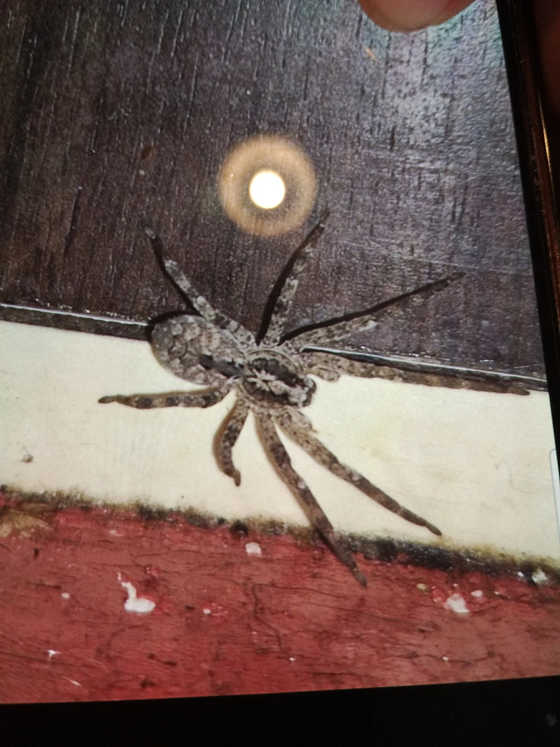 Nosferatu-Spinne — Bild 4