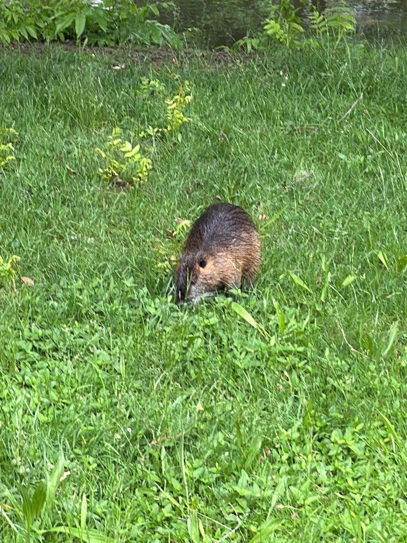 Ein Nutria läuft im hohen grünen Gras auf einer Wiese. Das Tier ist von oben fotografiert und gut zu erkennen.
