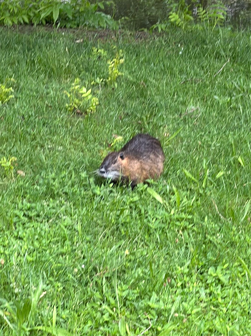 Ein Nutria läuft über eine grüne Wiese. Das Tier ist gut erkennbar im Gras.